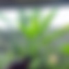 Jade Harper IR BG thumbnail